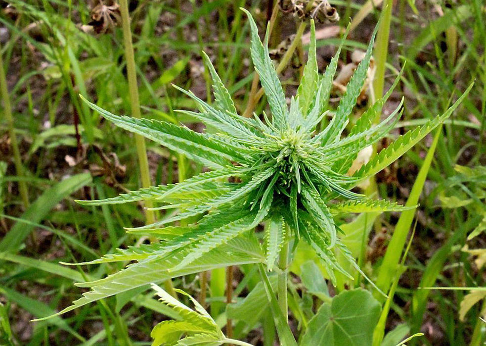 03202019_tct_bb_hemp